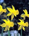 Narcissi  February Gold